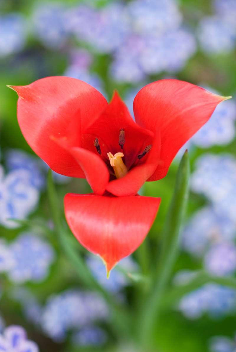 Botanisk Tulipan 'Linifolia'